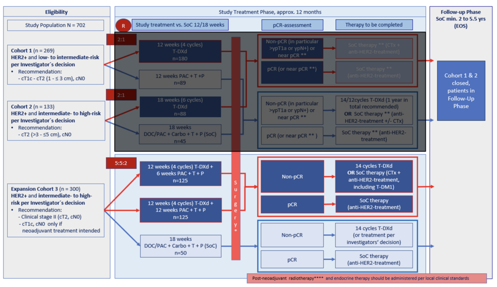 Flowchart: Behandlungsablauf der derzeit rekrutierenden Kohorte 3 bei Patientinnen mit HER2-positivem Brustkrebs im Frühstadium und mittlerem bis hohem Rückfallrisiko.